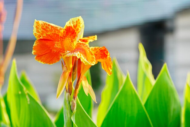 Close-up of yellow flowering plant