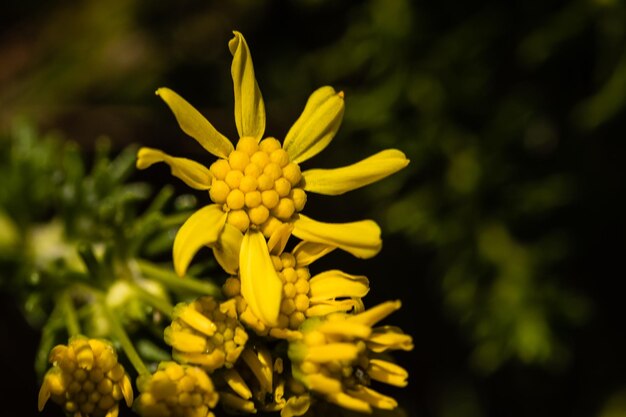 노란 꽃 이 피는 식물 의 근접 사진