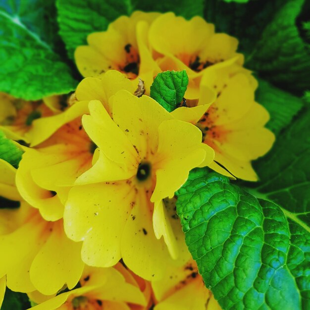 Close-up of yellow flowering plant