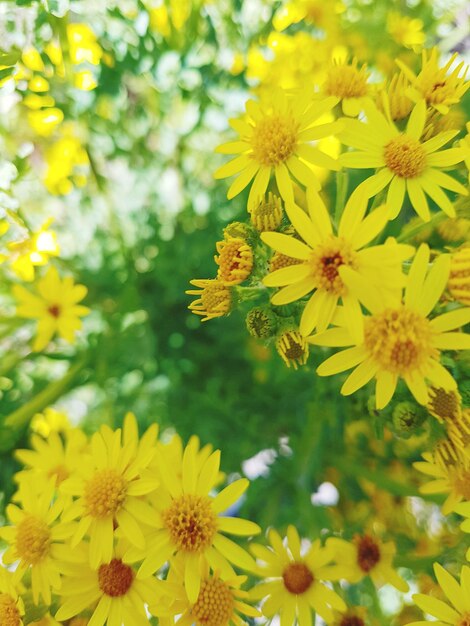 Close-up of yellow flowering plant