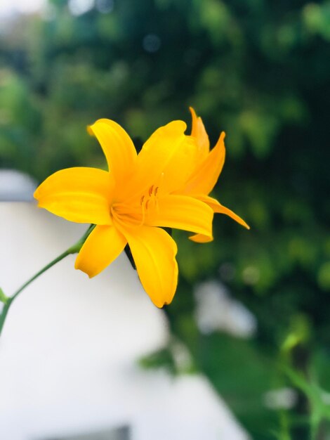 Close-up of yellow flowering plant