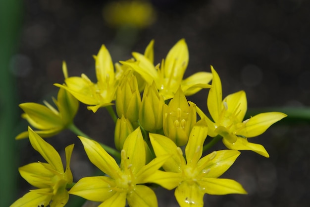 Close-up of yellow flowering plant