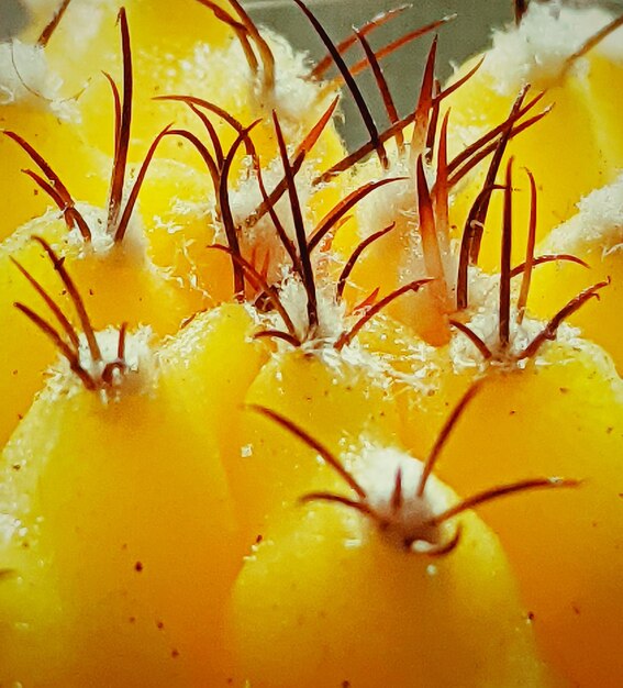 Close-up of yellow flowering plant