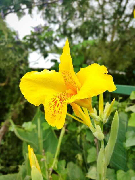 Close-up of yellow flowering plant