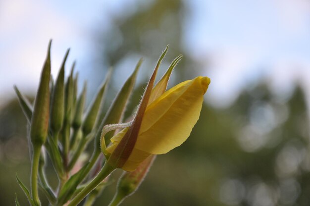 Close-up of yellow flowering plant