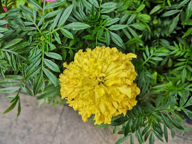 Foto prossimo piano di una pianta a fiori gialli