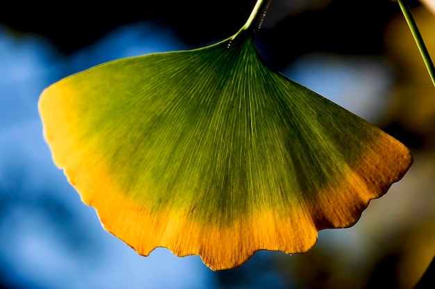 Photo close-up of yellow flowering plant