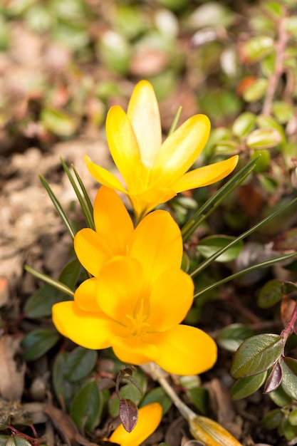 Close-up of yellow flowering plant