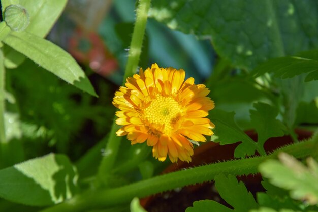 Photo close-up of yellow flowering plant