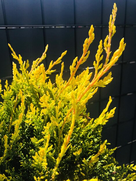 Close-up of yellow flowering plant