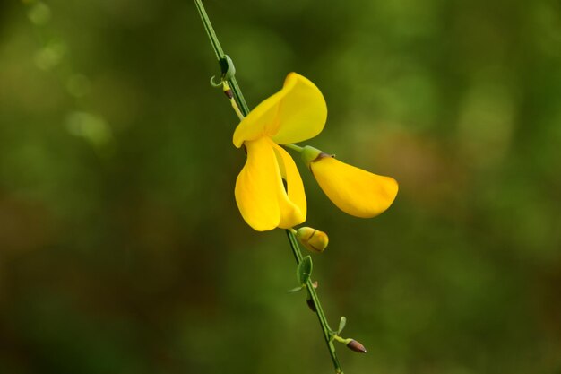 Close-up of yellow flowering plant