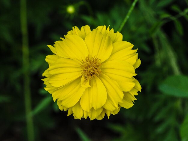 Close-up of yellow flowering plant