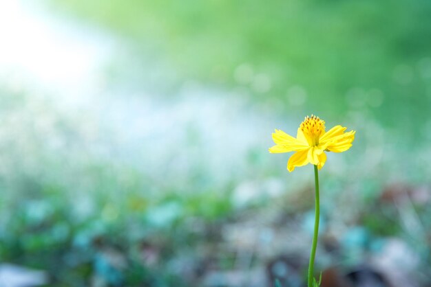 Close-up of yellow flowering plant