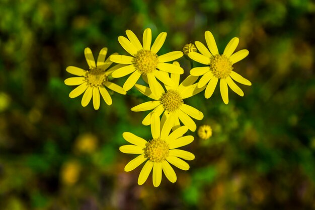 Close-up of yellow flowering plant