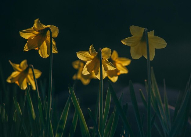 Photo close-up of yellow flowering plant