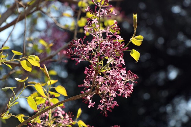 Close-up of yellow flowering plant