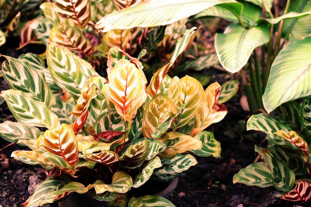 Photo close-up of yellow flowering plant