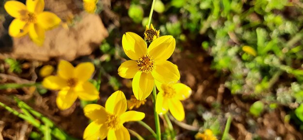 Close-up of yellow flowering plant