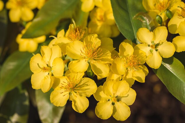 Photo close-up of yellow flowering plant