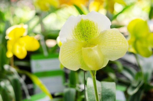 Close-up of yellow flowering plant