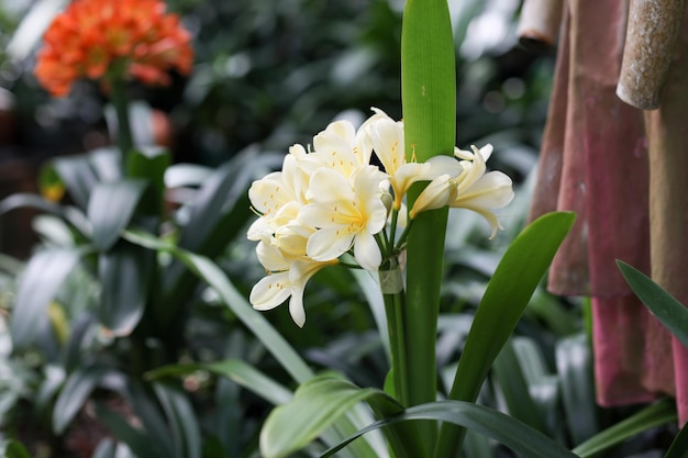 黄色い花の植物のクローズアップ