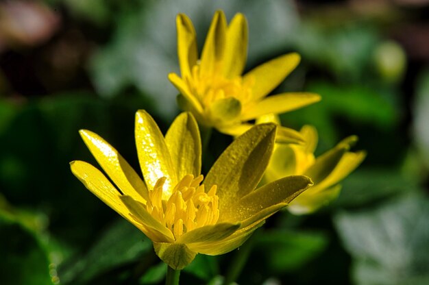 Foto prossimo piano di una pianta a fiori gialli