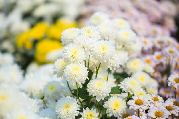 Close-up of yellow flowering plant