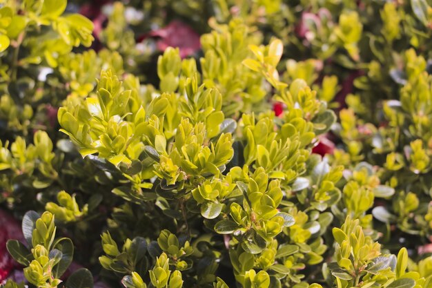 Close-up of yellow flowering plant