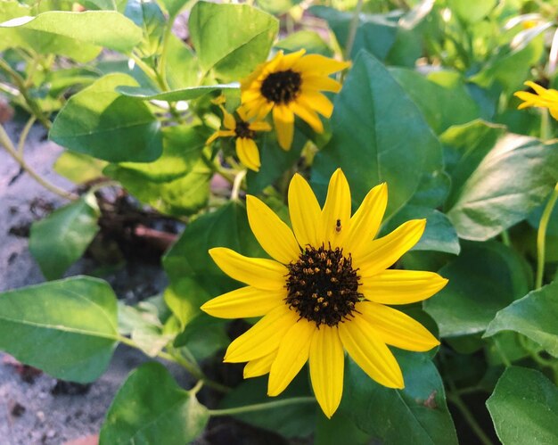 Close-up of yellow flowering plant