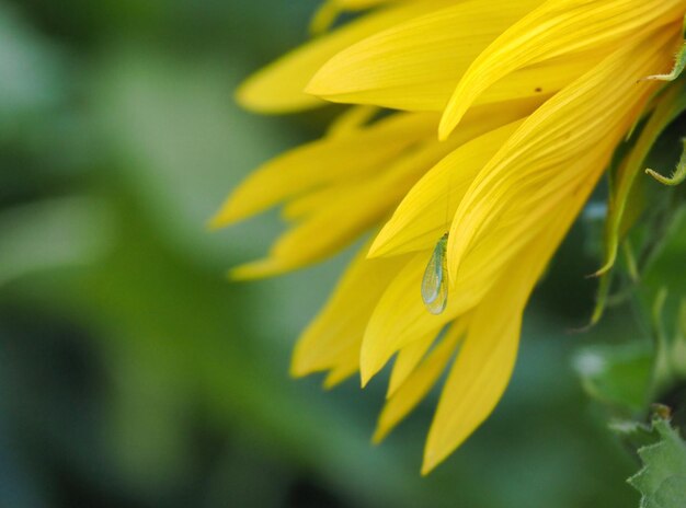 Photo close-up of yellow flowering plant