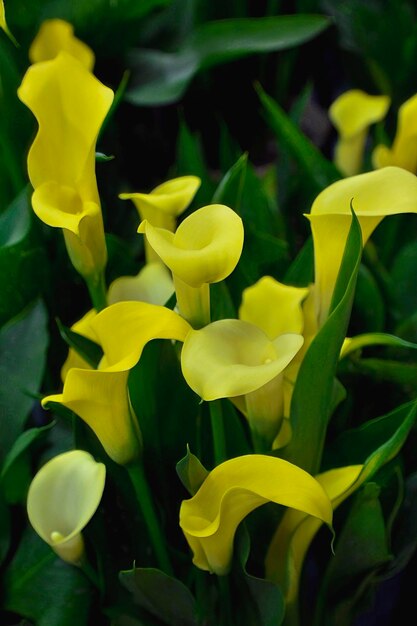 Close-up of yellow flowering plant