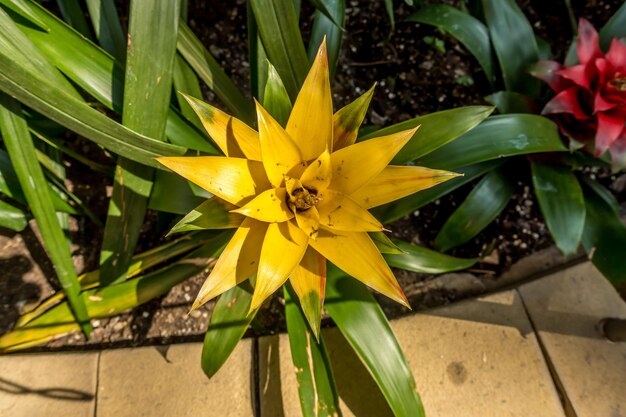 Close-up of yellow flowering plant