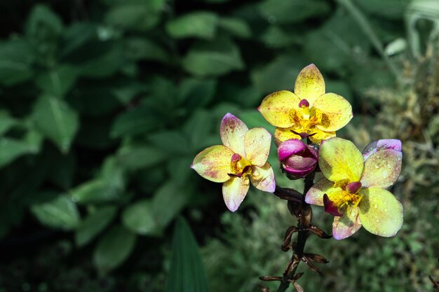 Foto close-up di una pianta a fiore giallo