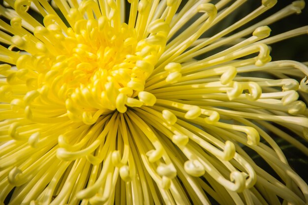 Close-up of yellow flowering plant