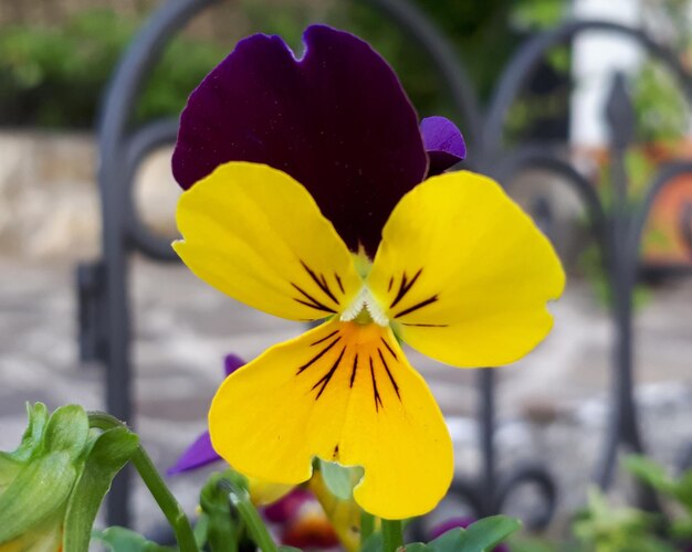 Foto prossimo piano di una pianta a fiori gialli