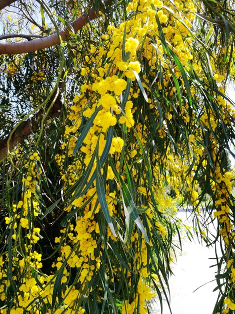 Close-up of yellow flowering plant