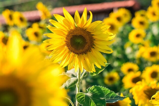 Close-up of yellow flowering plant