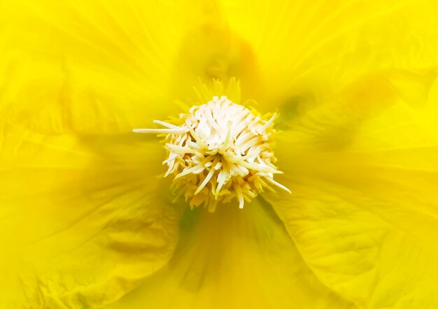 Close-up of yellow flowering plant