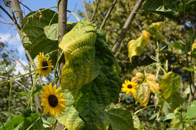 Foto prossimo piano di una pianta a fiori gialli