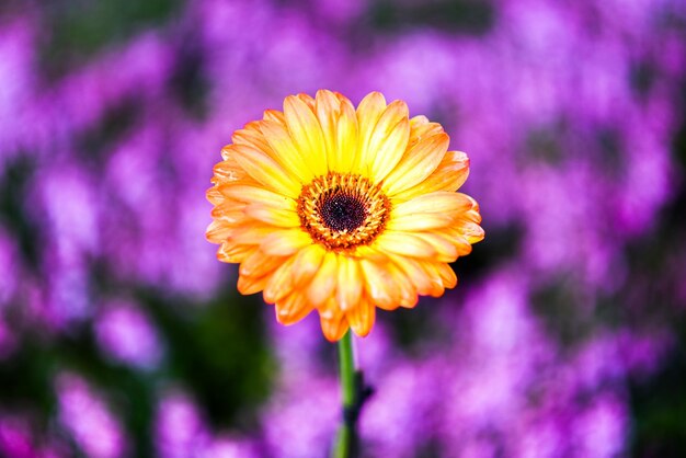 Close-up of yellow flowering plant