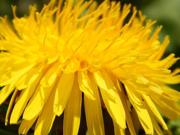 Close-up of yellow flowering plant