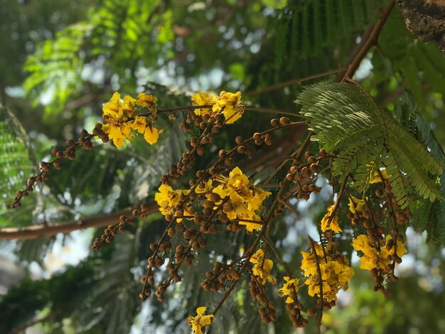 Foto prossimo piano di una pianta a fiori gialli