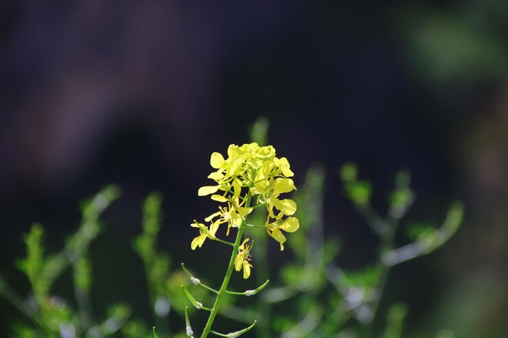 Photo 黄色い花の植物のクローズアップ