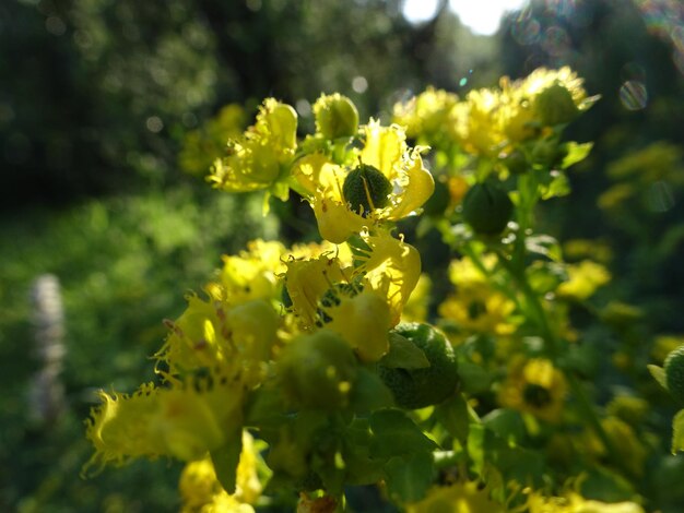 Close-up of yellow flowering plant