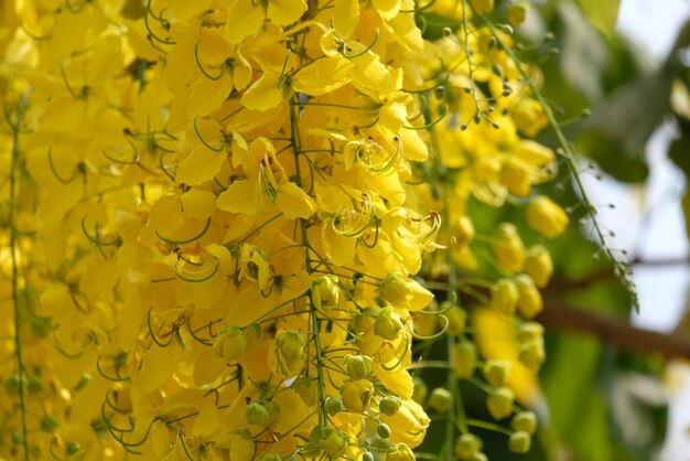 Close-up of yellow flowering plant