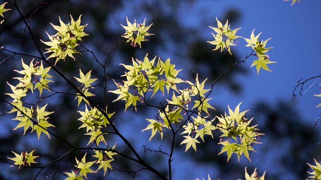 Foto prossimo piano di una pianta a fiori gialli