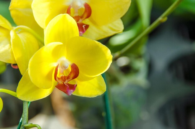 Close-up of yellow flowering plant