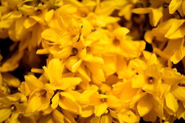 Close-up of yellow flowering plant