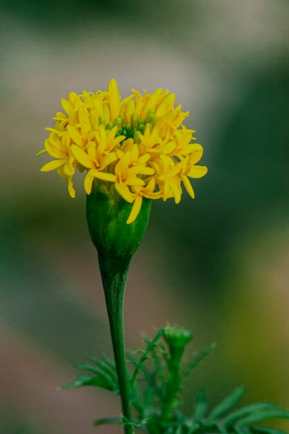 黄色の開花植物のクローズアップ