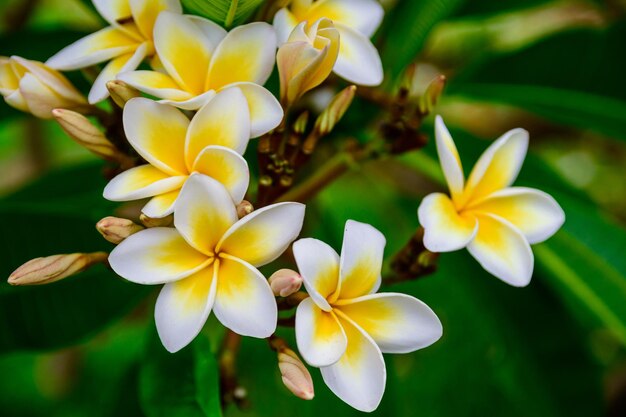 黄色い花の植物のクローズアップ